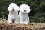 BICHON FRISE 474